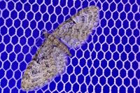 Eupithecia dodoneata