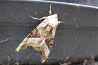 Phlogophora meticulosa