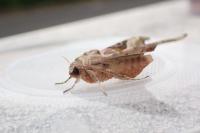 Phlogophora meticulosa