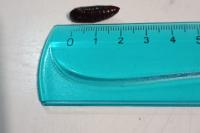 Phlogophora meticulosa