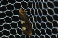 Incurvaria masculella