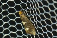 Incurvaria masculella