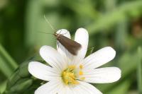 Coleophora lutarea