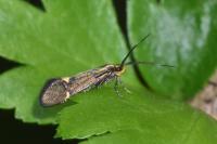 Esperia sulphurella