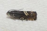 Grapholita internana