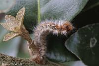 Lasiocampa quercus