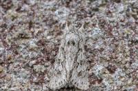 Xylocampa areola