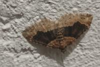 Xanthorhoe ferrugata