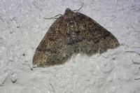 Aleucis distinctata