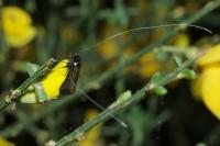 Adela reaumurella