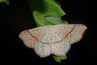 Cyclophora punctaria