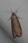 Pachycnemia hippocastanaria