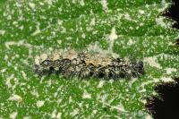 Lithosia quadra