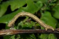 Peribatodes rhomboidaria
