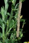 Peribatodes rhomboidaria
