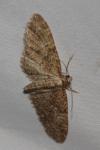 Eupithecia abbreviata