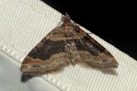 Xanthorhoe ferrugata