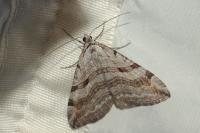 Aplocera efformata