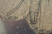 Aplocera efformata