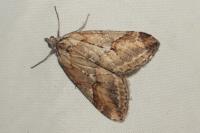 Chesias rufata