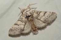 Drymonia ruficornis