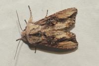 Egira conspicillaris
