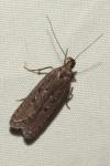 Neofaculta ericetella