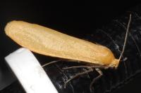 Wittia sororcula