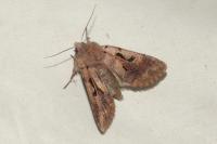 Orthosia gothica