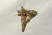 Peridea anceps