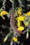Lasiocampa quercus