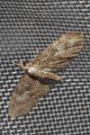 Eupithecia abbreviata