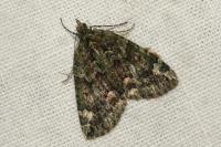 Chloroclysta siterata