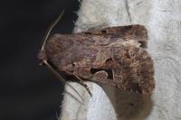 Orthosia gothica