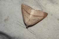 Petrophora chlorosata