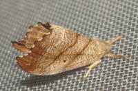 Falcaria lacertinaria