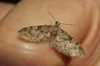 Eupithecia dodoneata