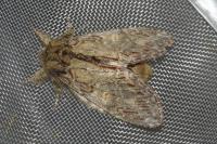 Peridea anceps