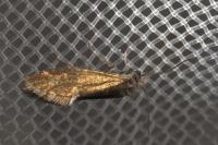 Dyseriocrania subpurpurella
