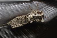 Polyploca ridens