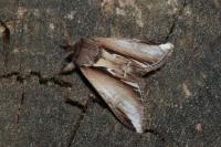 Pheosia gnoma