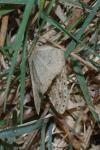 Ectropis crepuscularia
