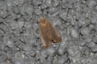 Orthosia cerasi