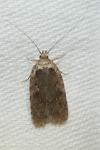 Agonopterix heracliana
