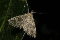 Alucita hexadactyla