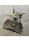 Calliteara pudibunda