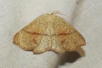 Cyclophora punctaria