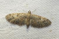 Eupithecia dodoneata