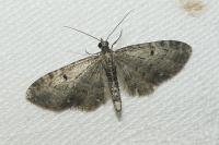 Eupithecia virgaureata