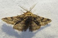 Lycia hirtaria